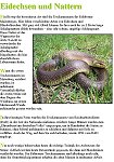 nattern
