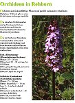 orchideen